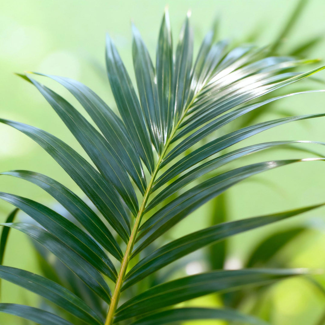 Kentia Palm (Howea forsteriana) - view 4