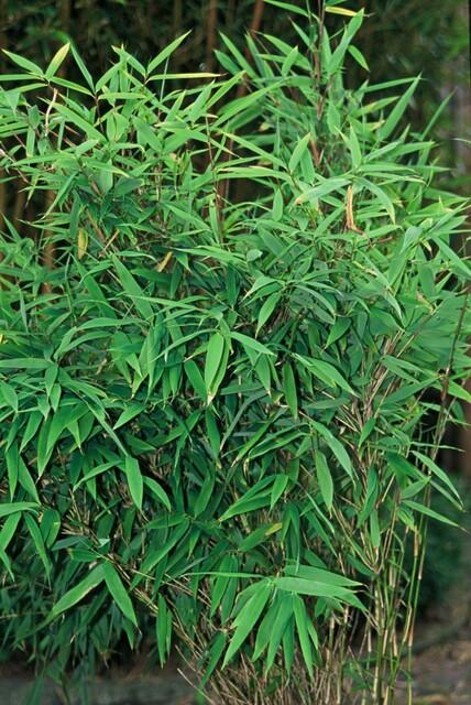 Fargesia Rufa Non-Invasive Clumping Bamboo Plants - 6 Pack