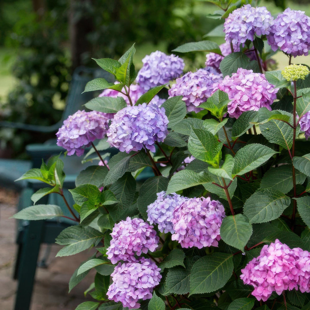 8 Hydrangea macrophylla Endless Summer Summer Love Purple plants in 14cm pots - view 6