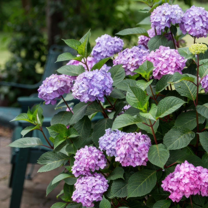 8 Hydrangea macrophylla Endless Summer Summer Love Purple plants in 14cm pots - view 6