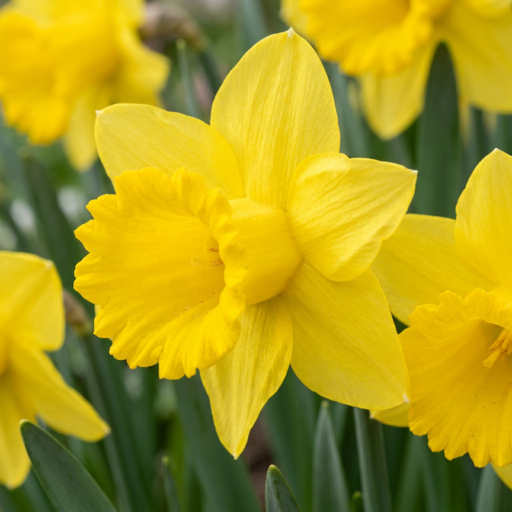 560x Narcissus Yellow - Narcisse jaune - Jaune - Floraison printanière - Calibre 10/12