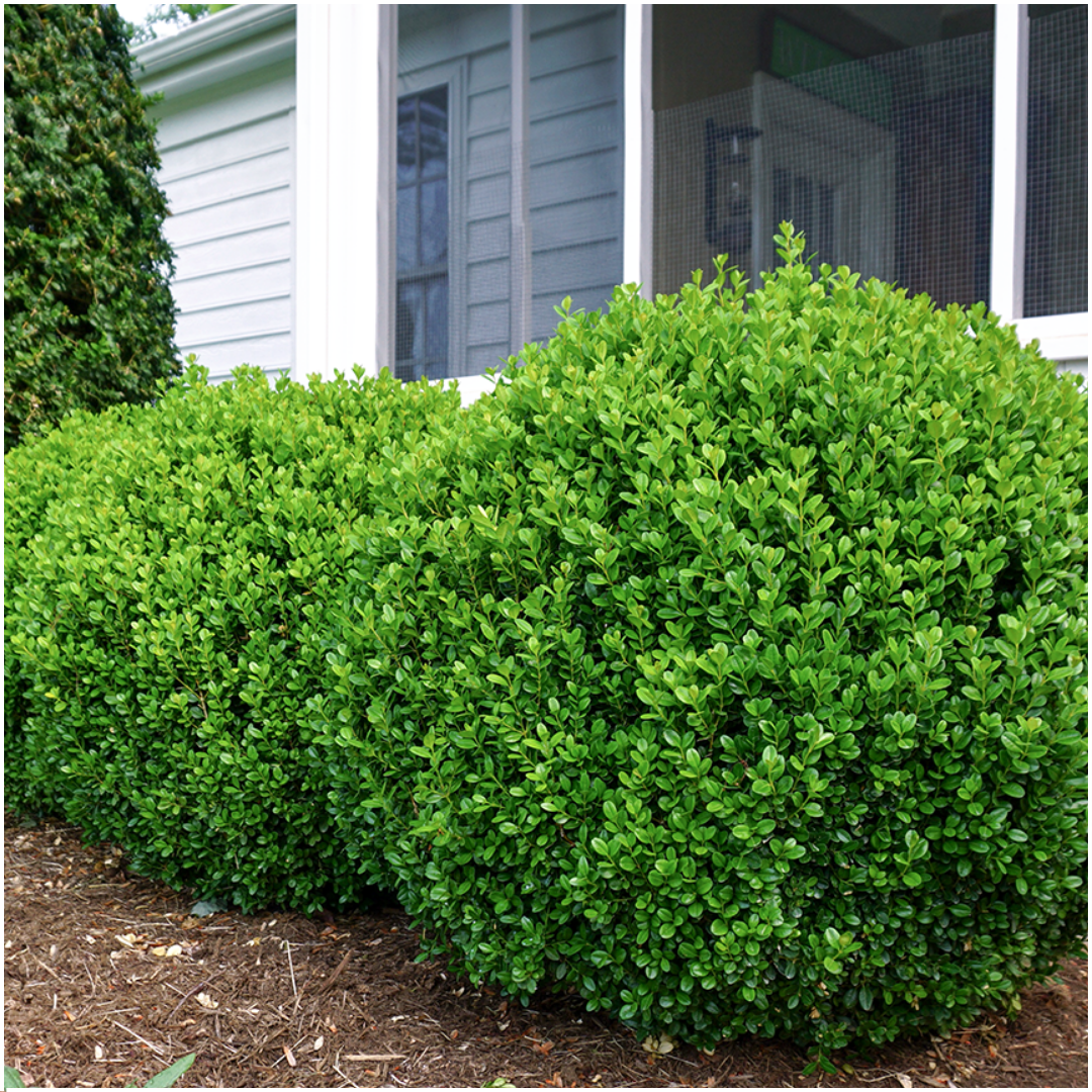 Buxus NewGen Freedom boxwood plants in 7cm pots - view 3