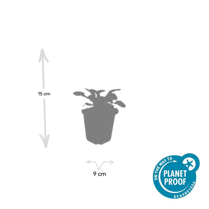 60x Ajuga Catlin's Giant Bugleweed - Bronze-Purple Ground Cover - Ø9cm