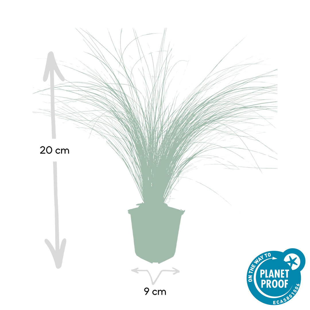 24x Stipa tenuissima 'Ponytails' - ↕10-25cm - Ø9cm