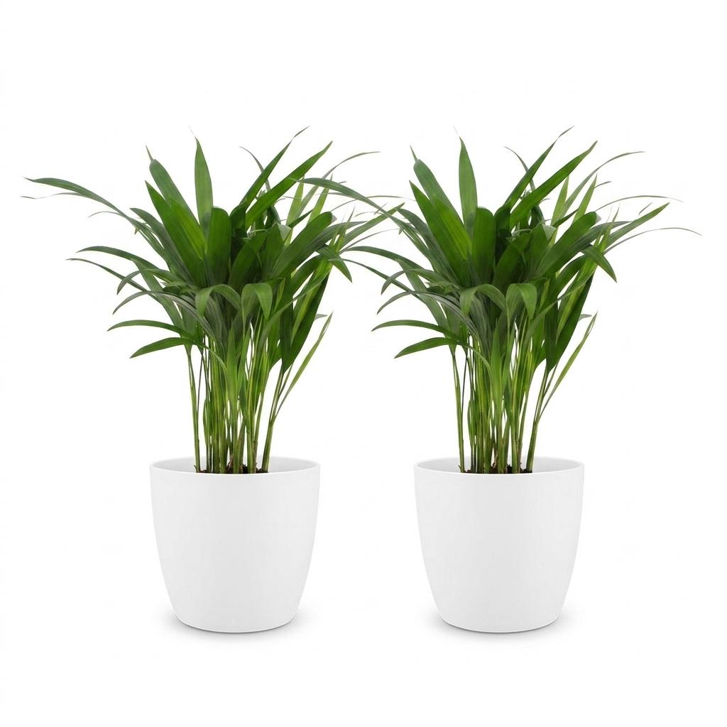 Areca Lutescens - Areca Palm - 2 Plants - met Potter Wit - Pot 12cm - Hoogte - 45cm