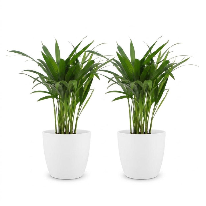 Areca Lutescens - Areca Palm - 2 Plants - met Potter Wit - Pot 12cm - Hoogte - 45cm