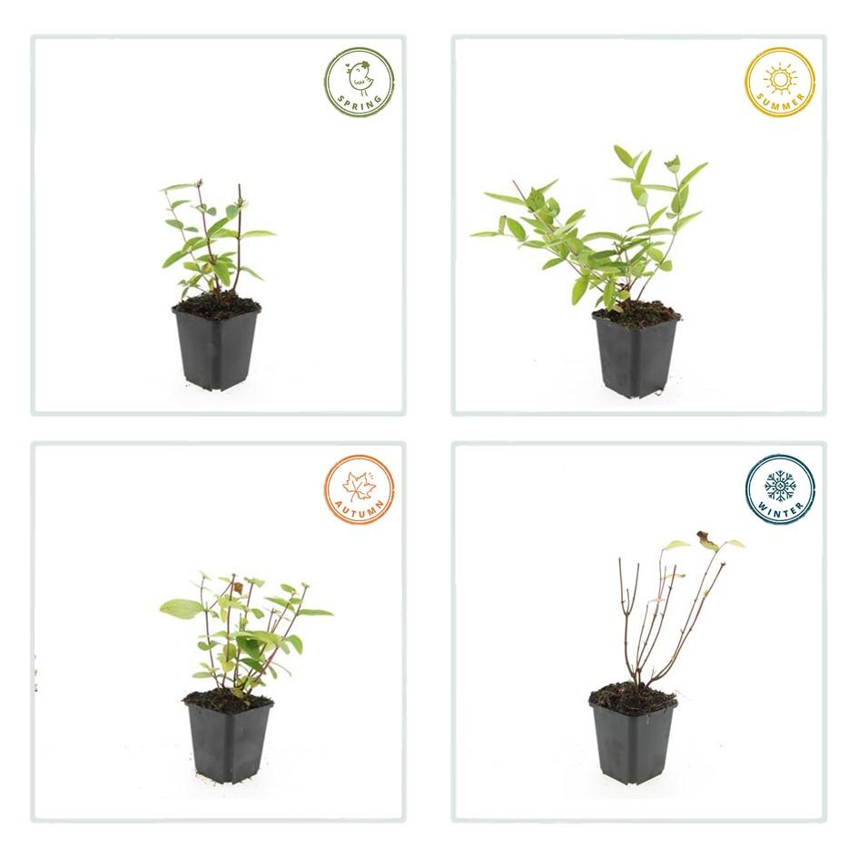 48x Hypericum inodorum Annebel - Compact Yellow Flowering Shrub 9cm