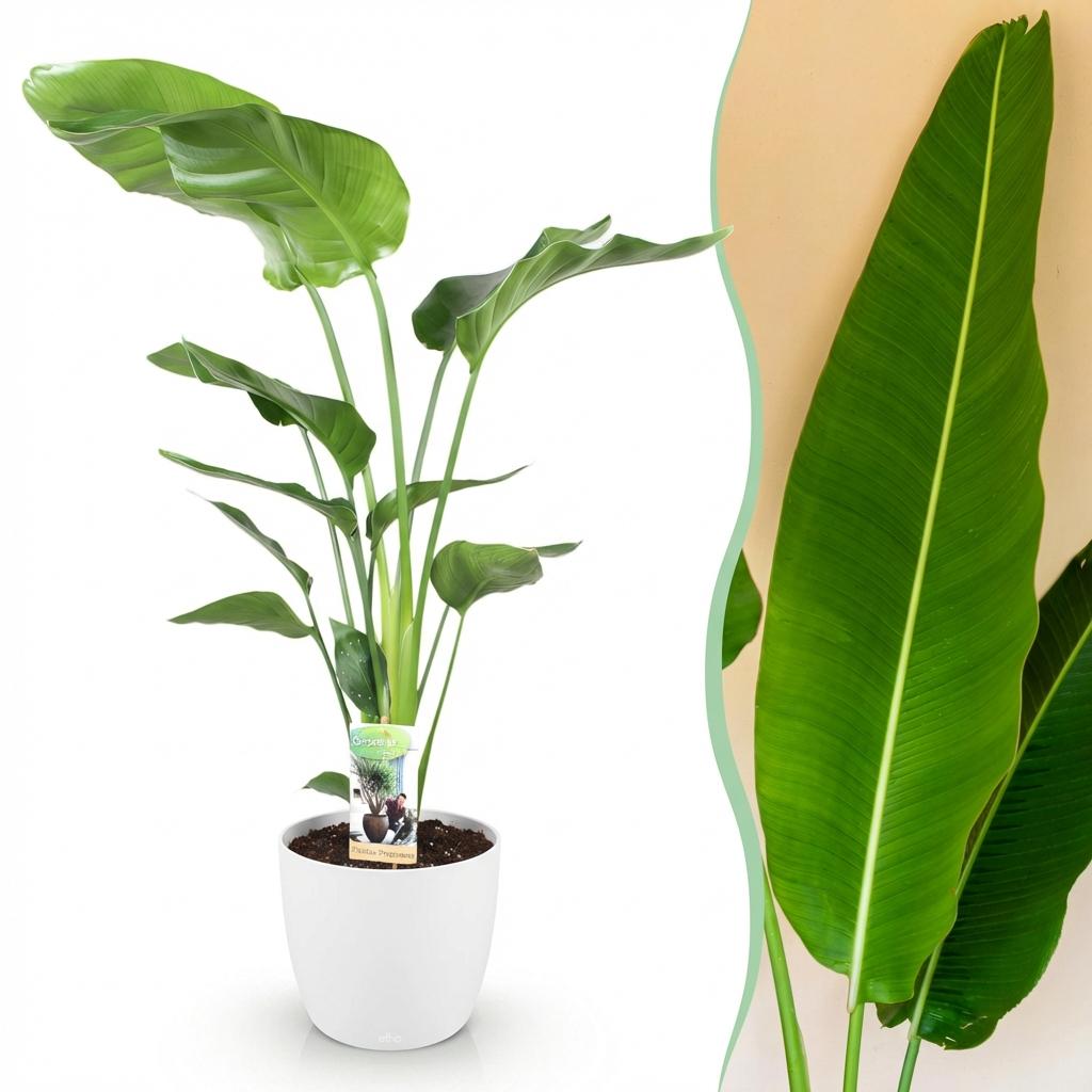 Strelitzia nicolai with large paddle-shaped leaves in a matte white decorative pot