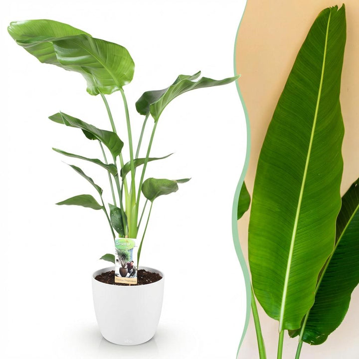 Strelitzia nicolai with large paddle-shaped leaves in a matte white decorative pot