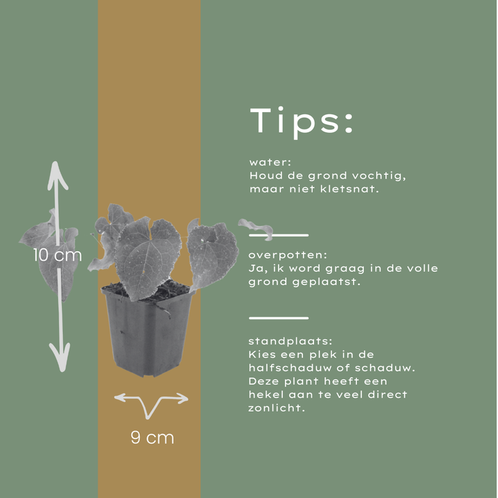 60x Epimedium perralc. 'Frohnleiten' - ↕10-25cm - Ø9cm