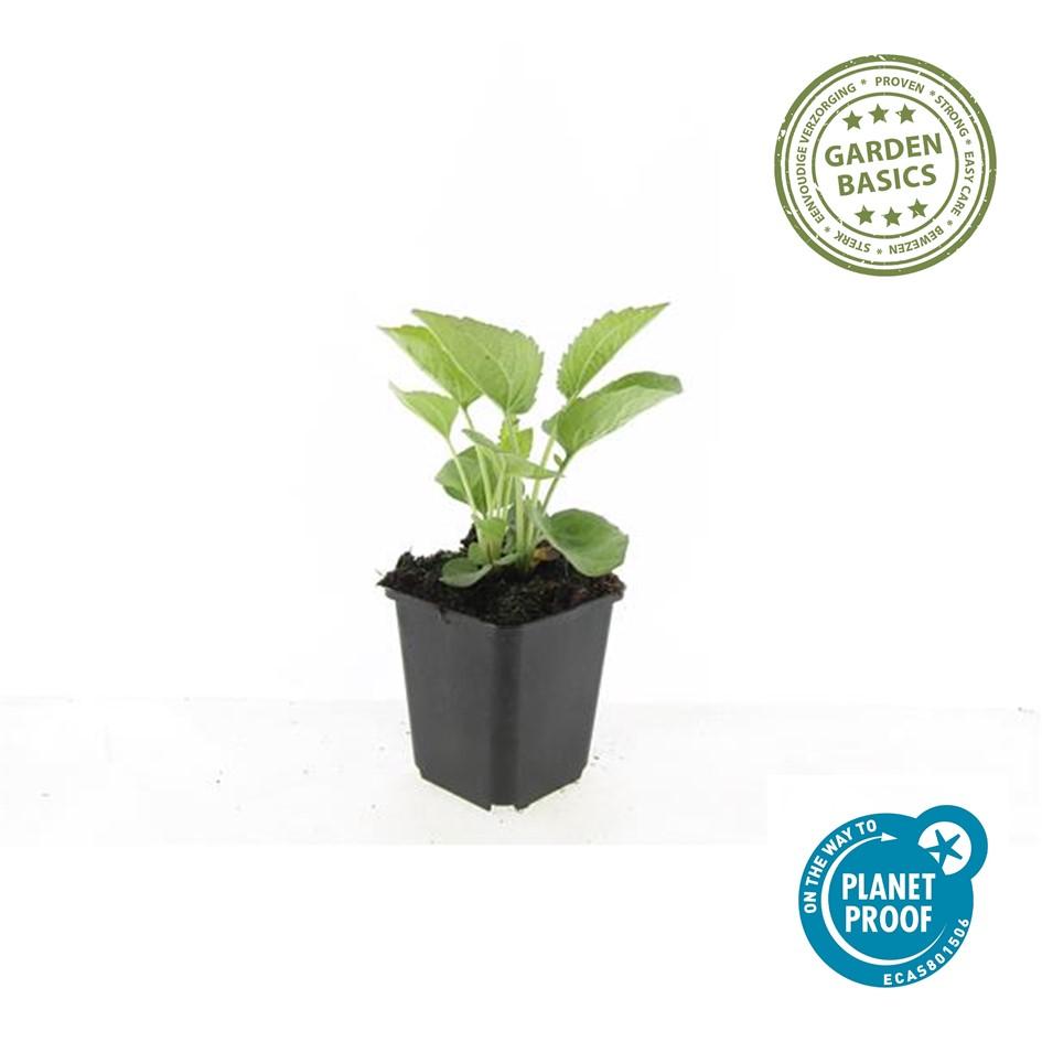 60x Echinacea Purpurea Magnus - ↕10-25cm - Ø9cm