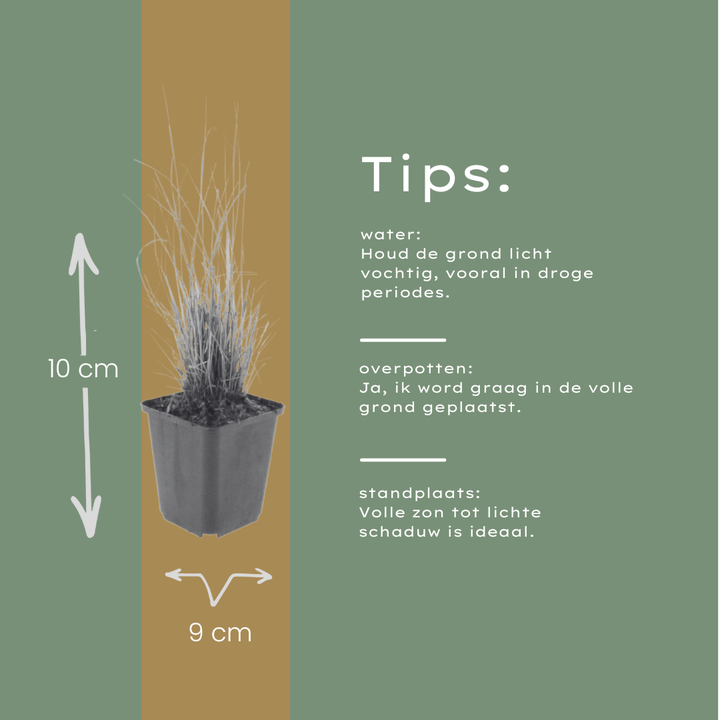 6x Calamagrostis brachytricha - ↕10-25cm - Ø9cm