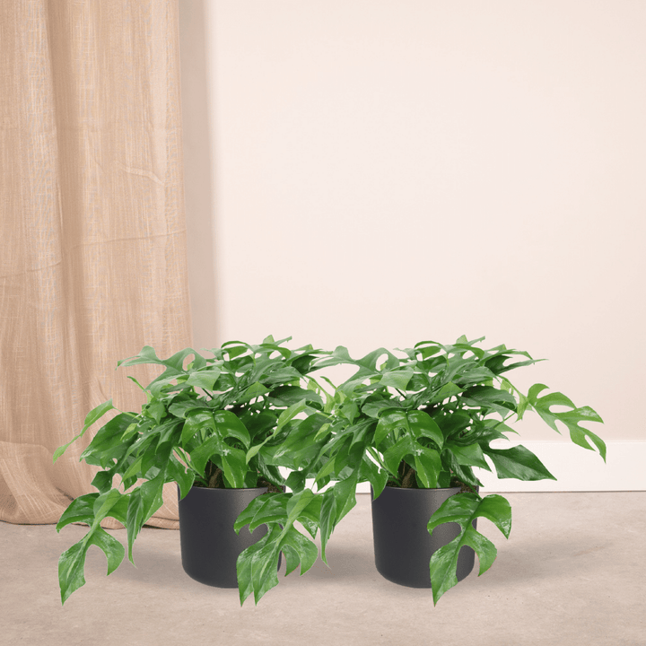 Rhaphidophora Tetrasperma - Mini Monstera Plant - 15cm Pot