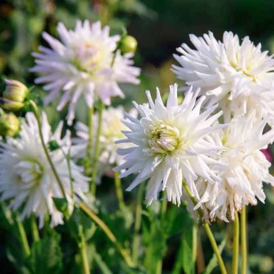 Flowerbulbs Amsterdam - Luxury Box Large, set of 6 Dutch dahlias, 2 boxes for over 2 m²