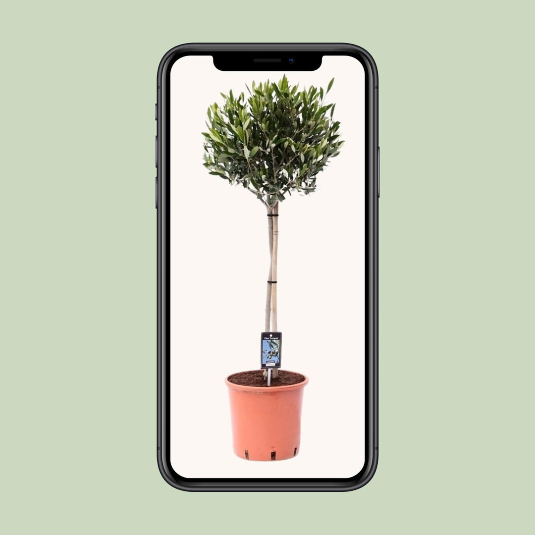 Olive Tree Olea Europaea 100cm - Mediterranean Garden Plant