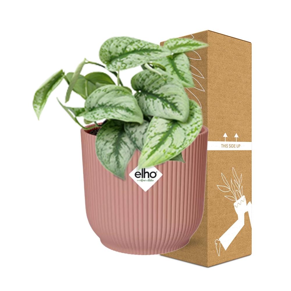 Satin Pothos Trebie (Scindapsus pictus 'Trebie') in a pink ELHO Vibes pot, view 4