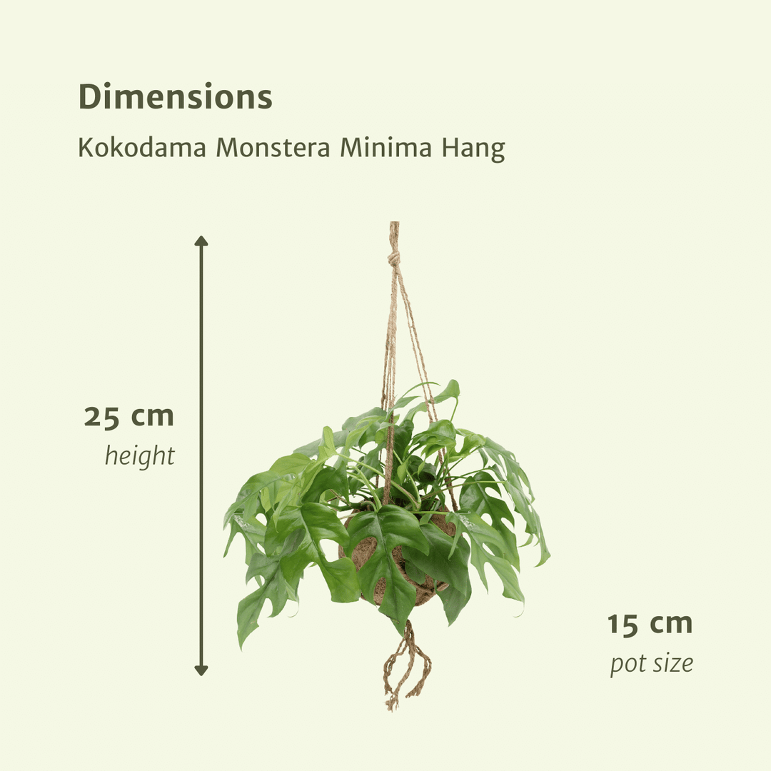 Kokodama Monstera Minima Hanging Plant - Coconut Fiber Pot 15cm