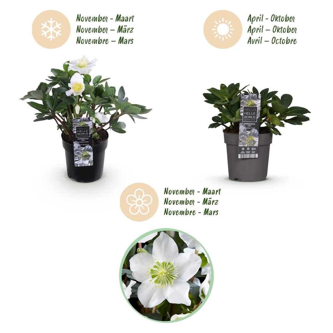 6x Helleborus niger 'Christmas Carol' Christmas Rose in 10.5cm pots - view 9