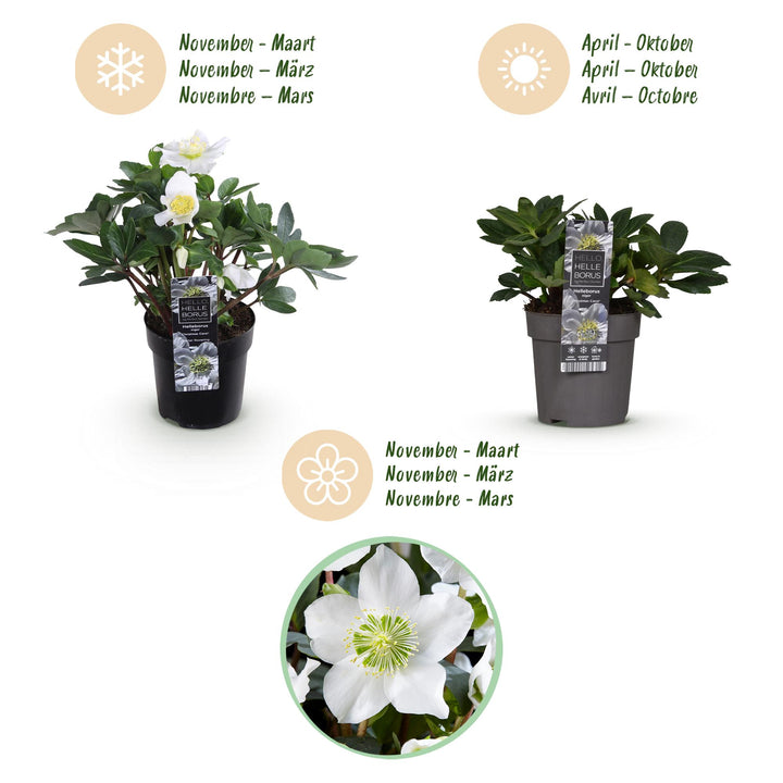 6x Helleborus niger 'Christmas Carol' Christmas Rose in 10.5cm pots - view 9