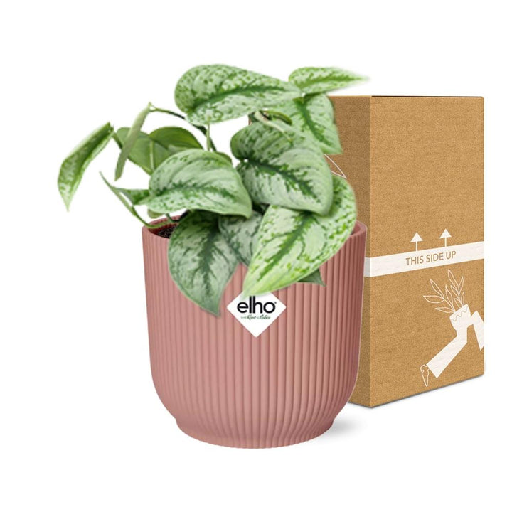 Satin Pothos Trebie (Scindapsus pictus 'Trebie') in a pink ELHO Vibes pot, view 5