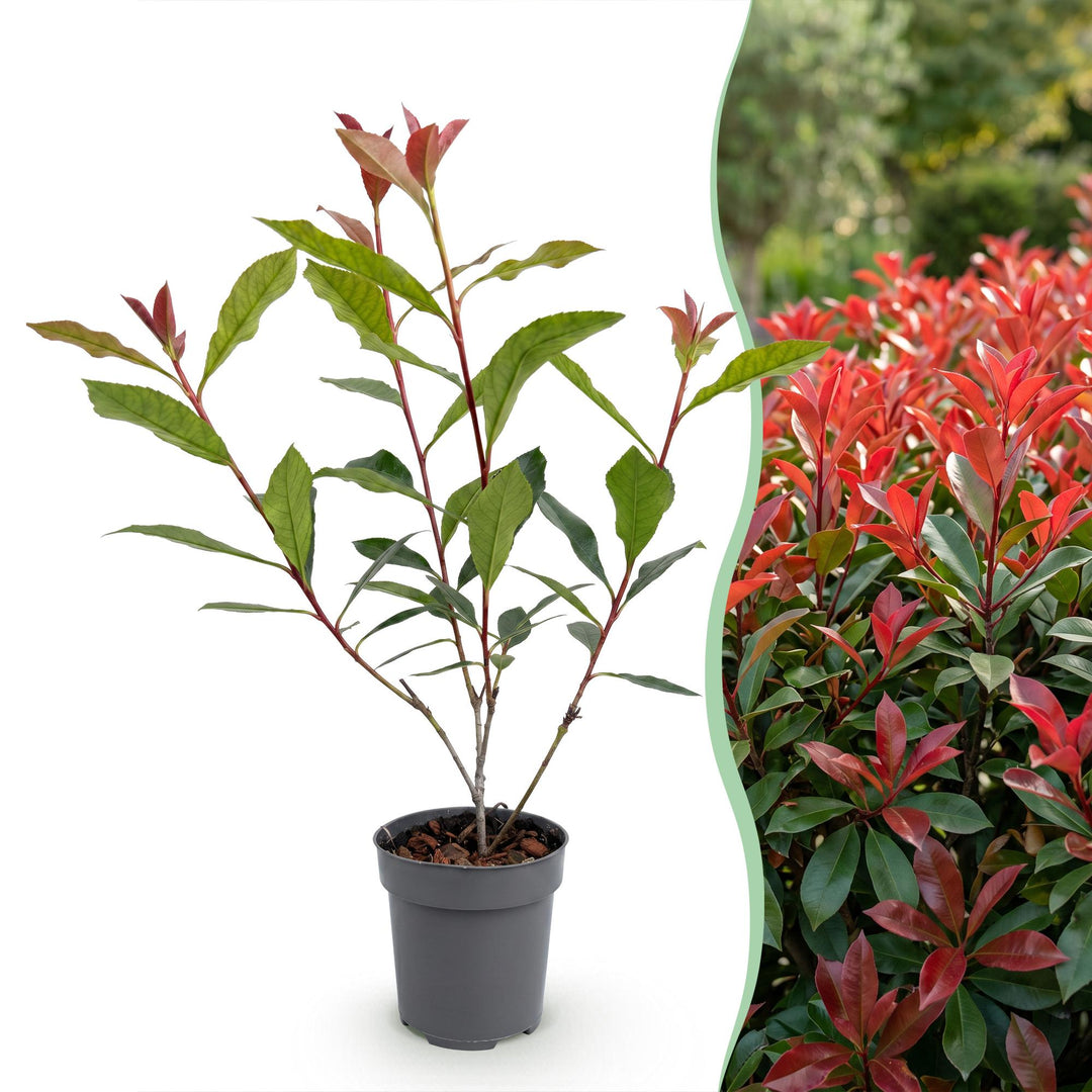40x Photinia fraseri Carre Rouge - Glossy Mispel - Hedge Plants - Evergreen - Red - Pot 9cm - Height 25-35cm