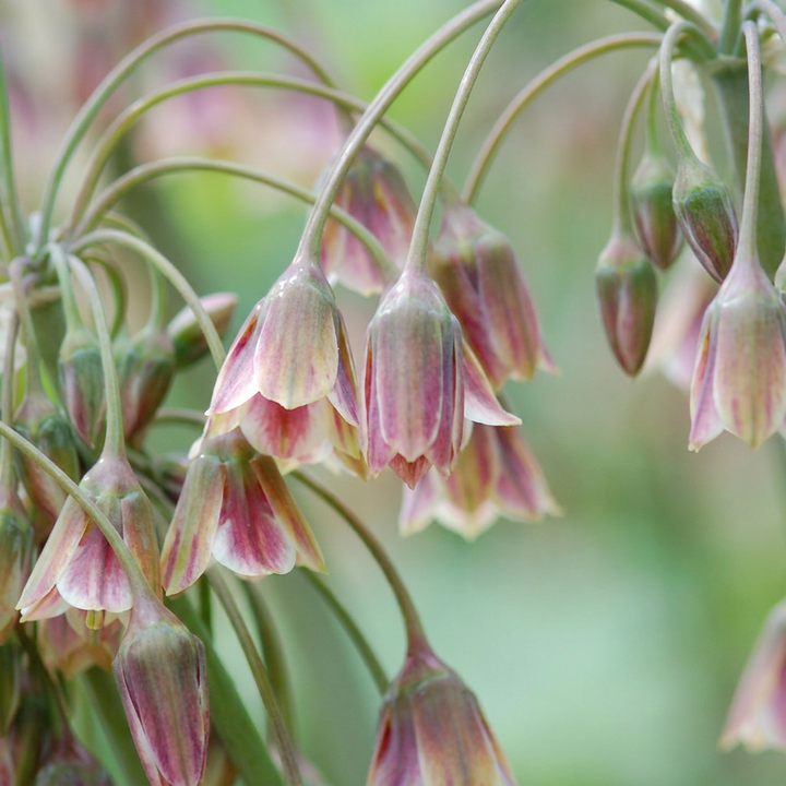 320x Allium Siculum - Ail de Sicile - Crème et Rose - Floraison estivale - Calibre 10/12