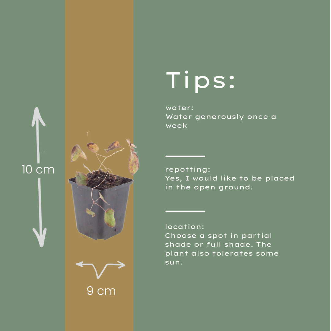 24x Epimedium rubrum - ↕10-25cm - Ø9cm