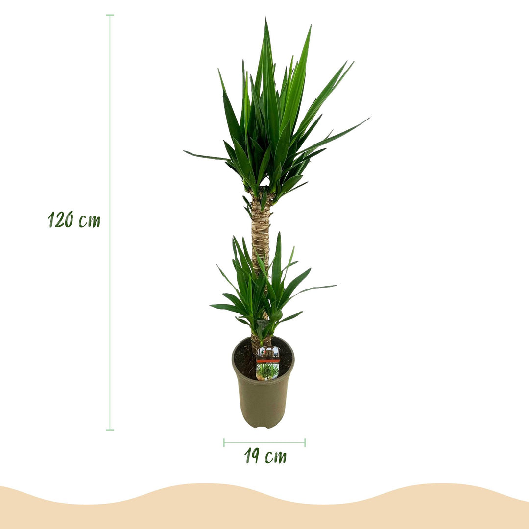 Yucca (Yucca elephantipes) - view 3