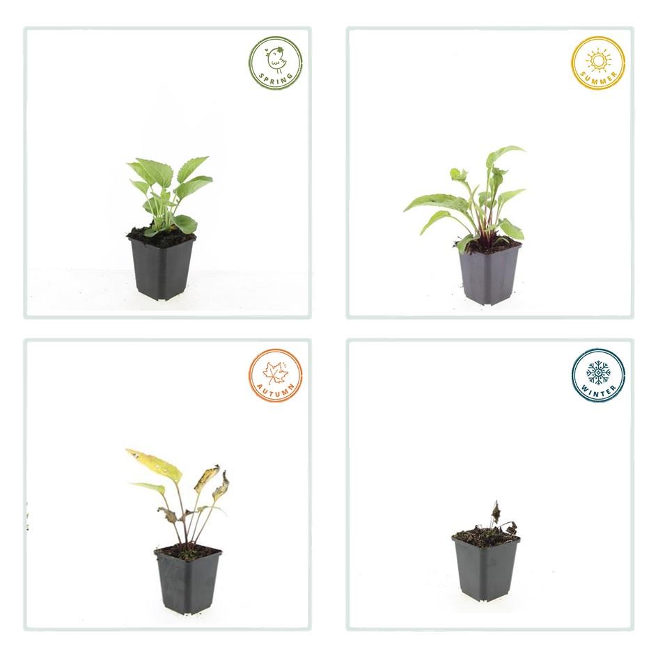 60x Echinacea Purpurea Magnus - ↕10-25cm - Ø9cm