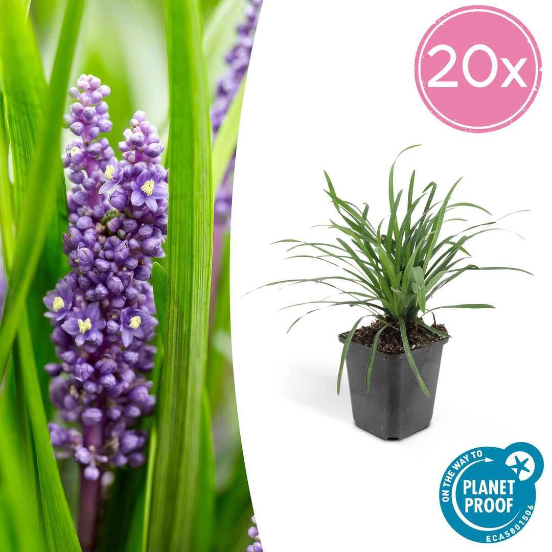 20x Liriope Big Blue - Evergreen Lilyturf Ground Cover - Purple
