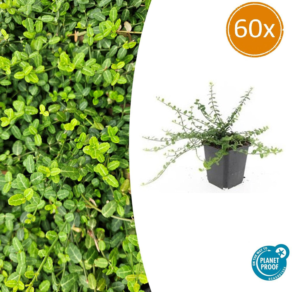 Euonymus minimus with small oval bright green leaves in dense foliage, shown in 9cm black pot with trailing stems, 60x…
