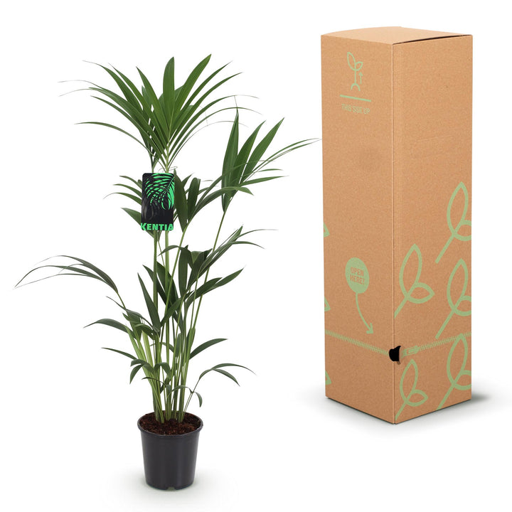 Palmier Kentia — Howea forsteriana, Pot Ø21 cm, 120–130 cm