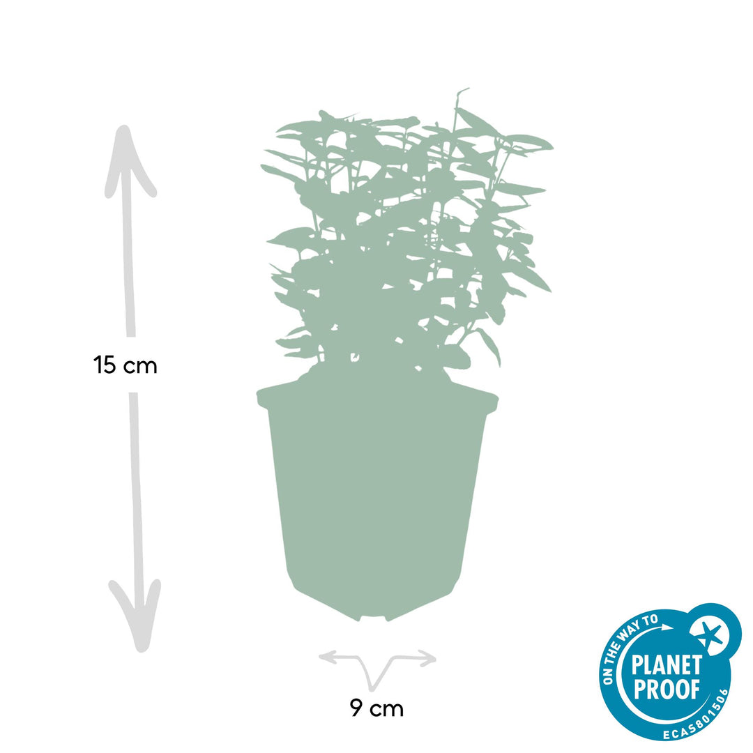 40x Euonymus Emerald 'n Gold - Variegated Evergreen - 10-25cm