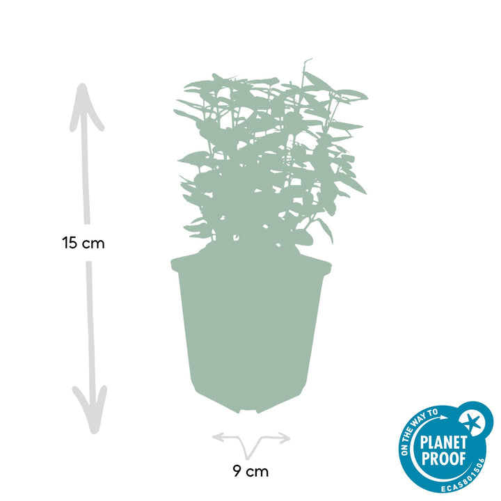 40x Euonymus Emerald 'n Gold - Variegated Evergreen - 10-25cm