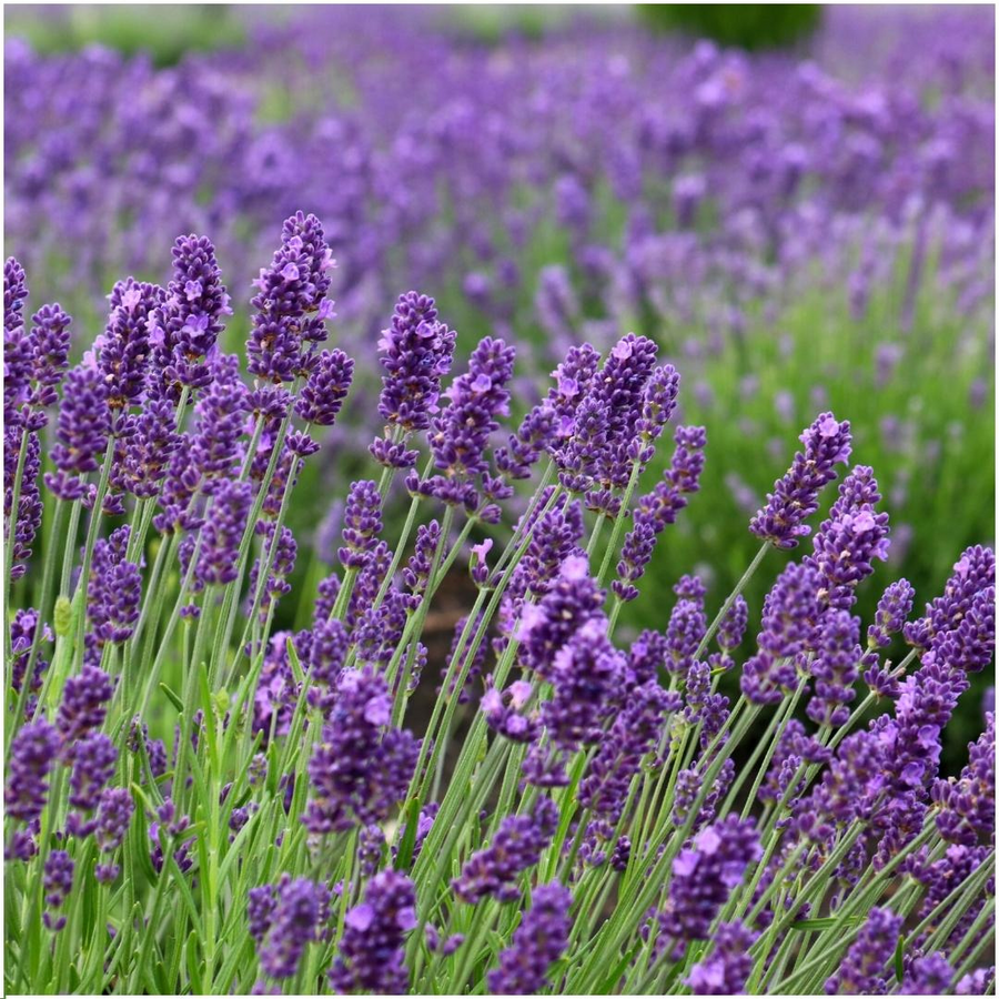 Set of 6 Lavandula angustifolia Felice® lavender plants in 12 cm pots, featuring vibrant purple flowers.