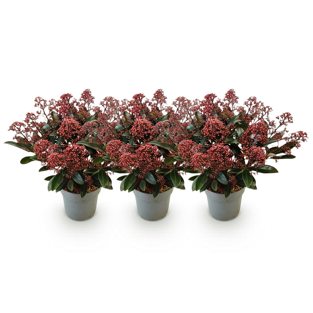 Pack of 3 Skimmia japonica 'Rubella' plants in 15cm pots, 30cm tall - view 2