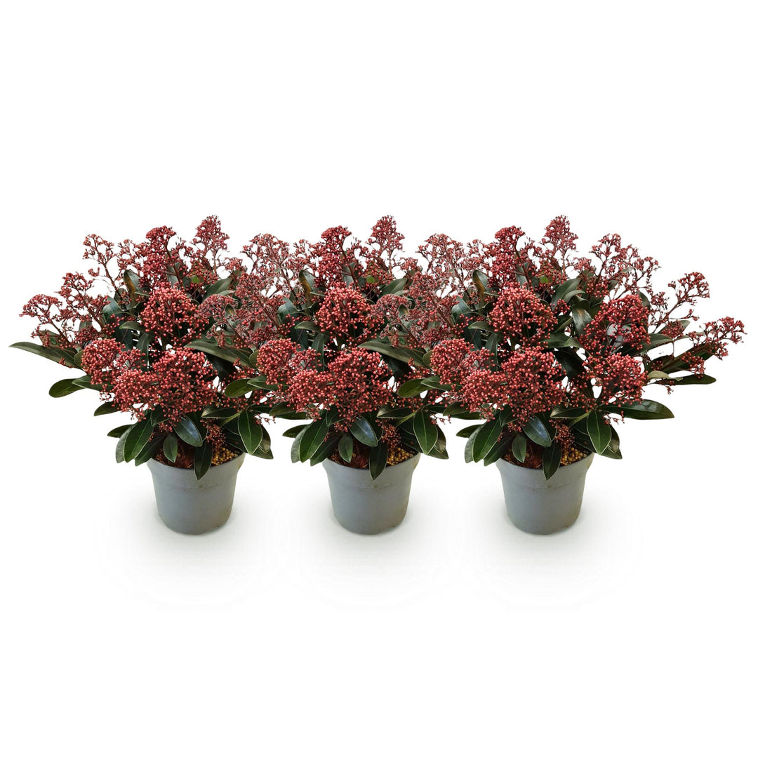 Pack of 3 Skimmia japonica 'Rubella' plants in 15cm pots, 30cm tall - view 2
