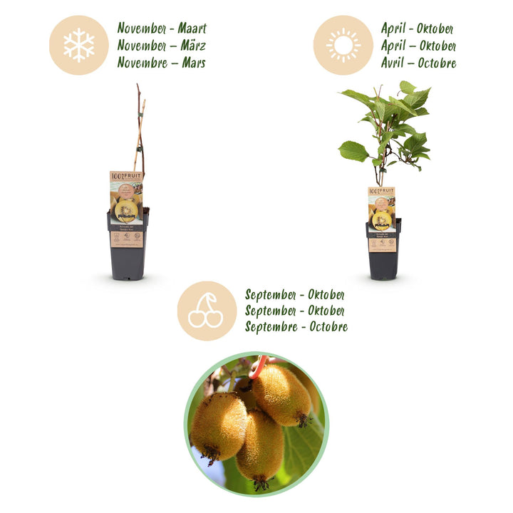 Hardy kiwi plants (Actinidia), view 4