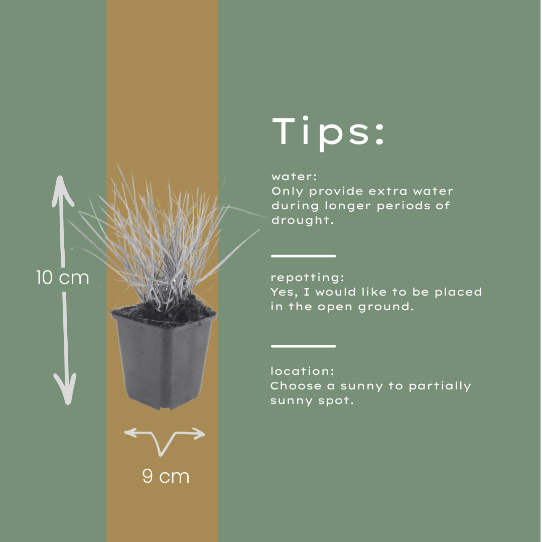 6x Sesleria autumnalis - ↕10-25cm - Ø9cm