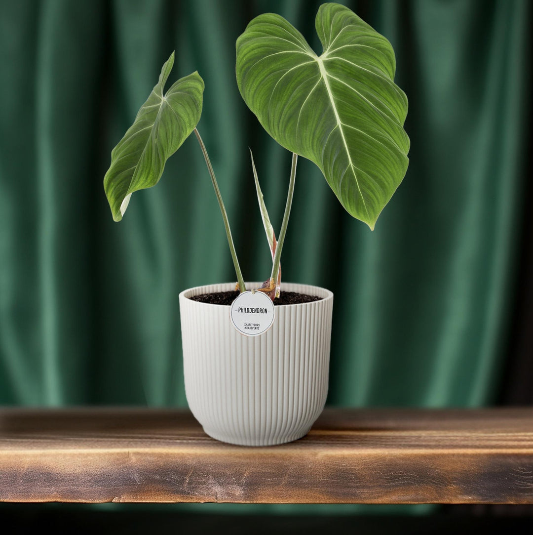 Philodendron Plant 60cm - Easy Care Indoor Houseplant Air Purifier