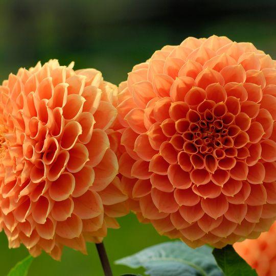 Flowerbulbs Amsterdam - 24 dahlia ralphie tubers for 4 m², shimmering orange flowers