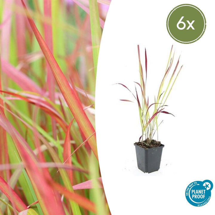 6x Imperata cylindrica 'Red Baron' - ↕10-25cm - Ø9cm