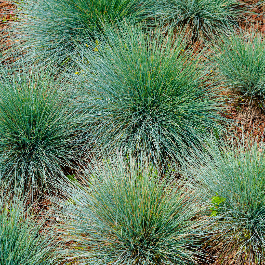 60x Festuca gautieri - ↕10-25cm - Ø9cm