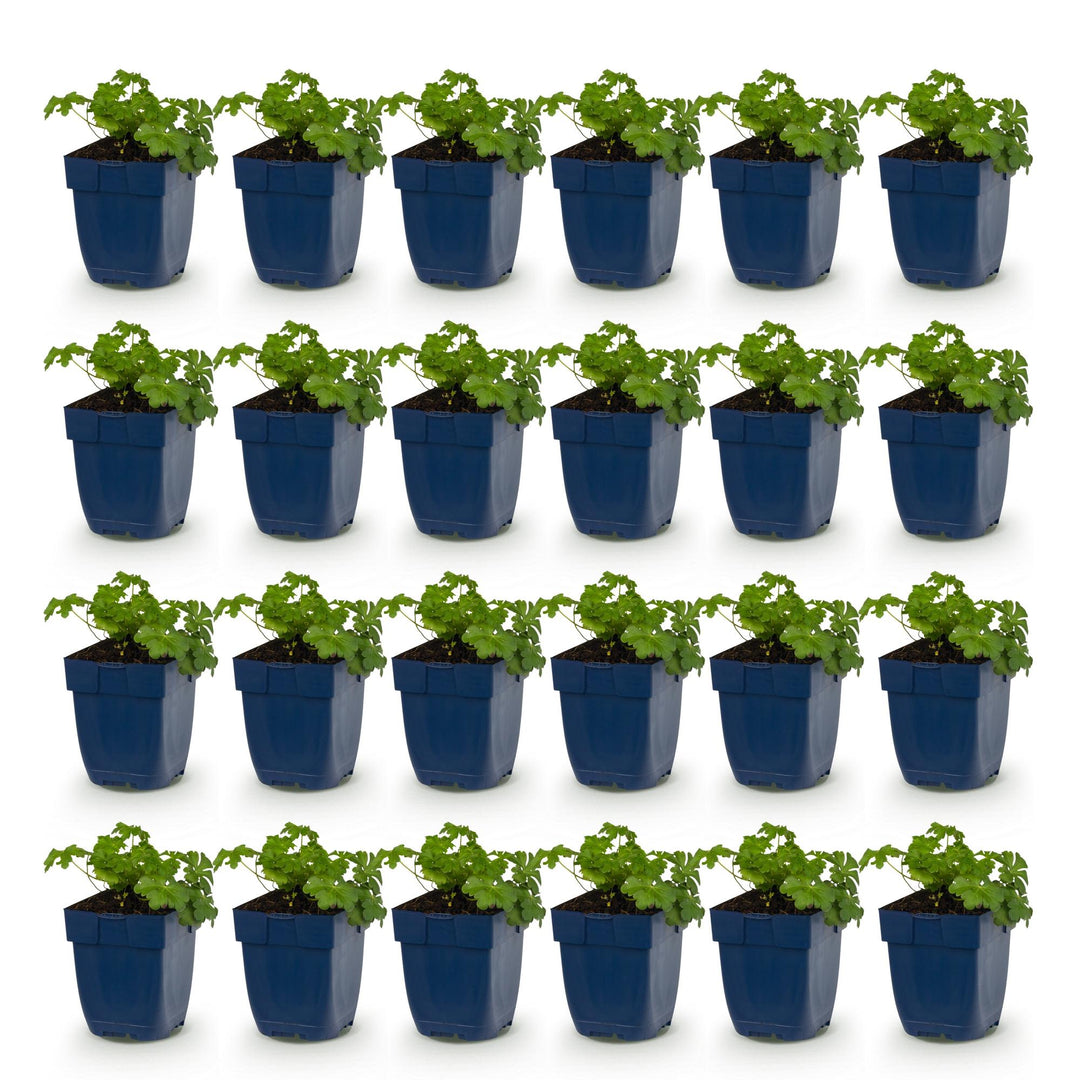 24x Geranium macrorrhizum Czakor bigroot cranesbill in 11cm pots - view 2