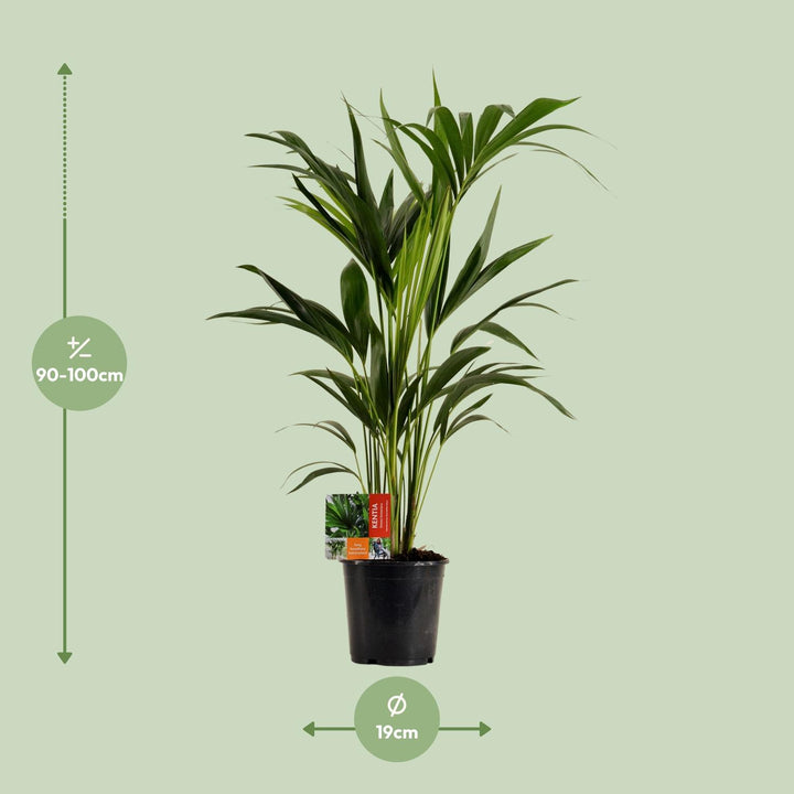 Kentia Palm Howea Forsteriana 100cm - Low Light Indoor Plant