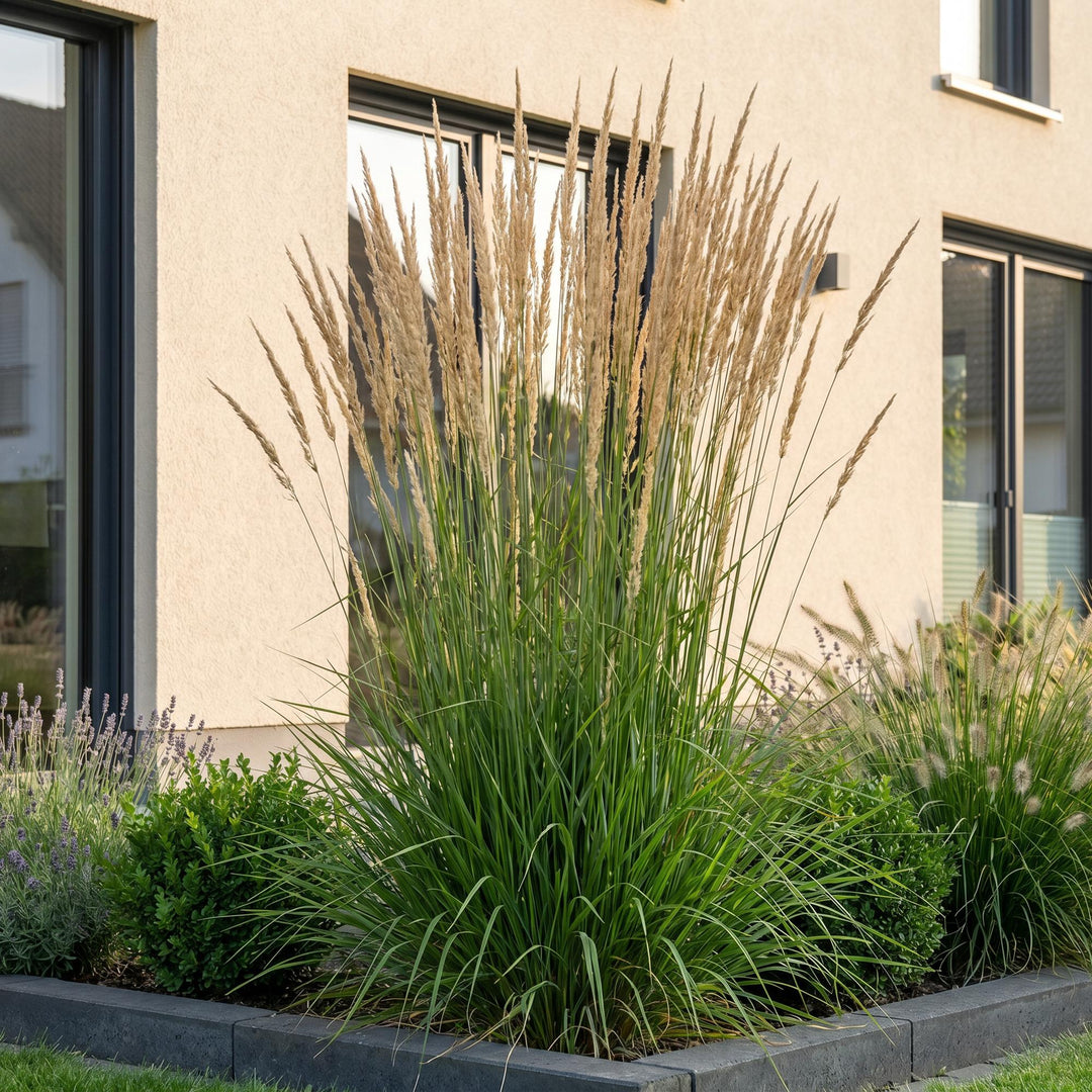 24x Calamagrostis Karl Foerster feather reed grass in 11cm pots - view 6