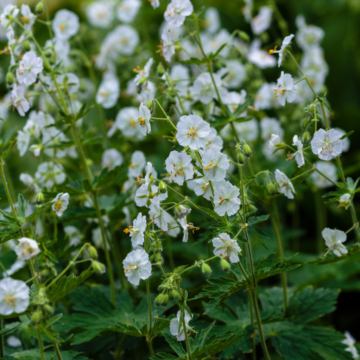 60x Geranium macr. 'White Ness' - ↕10-25cm - Ø9cm