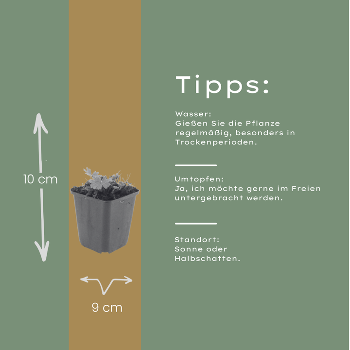 6x Geranium sang. 'Max Frei' - ↕10-25cm - Ø9cm