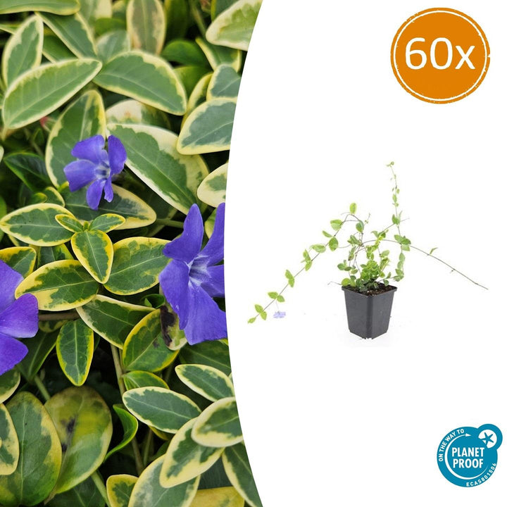60x Vinca minor 'Blue and Gold' Evergreen Ground Cover - 10-25cm