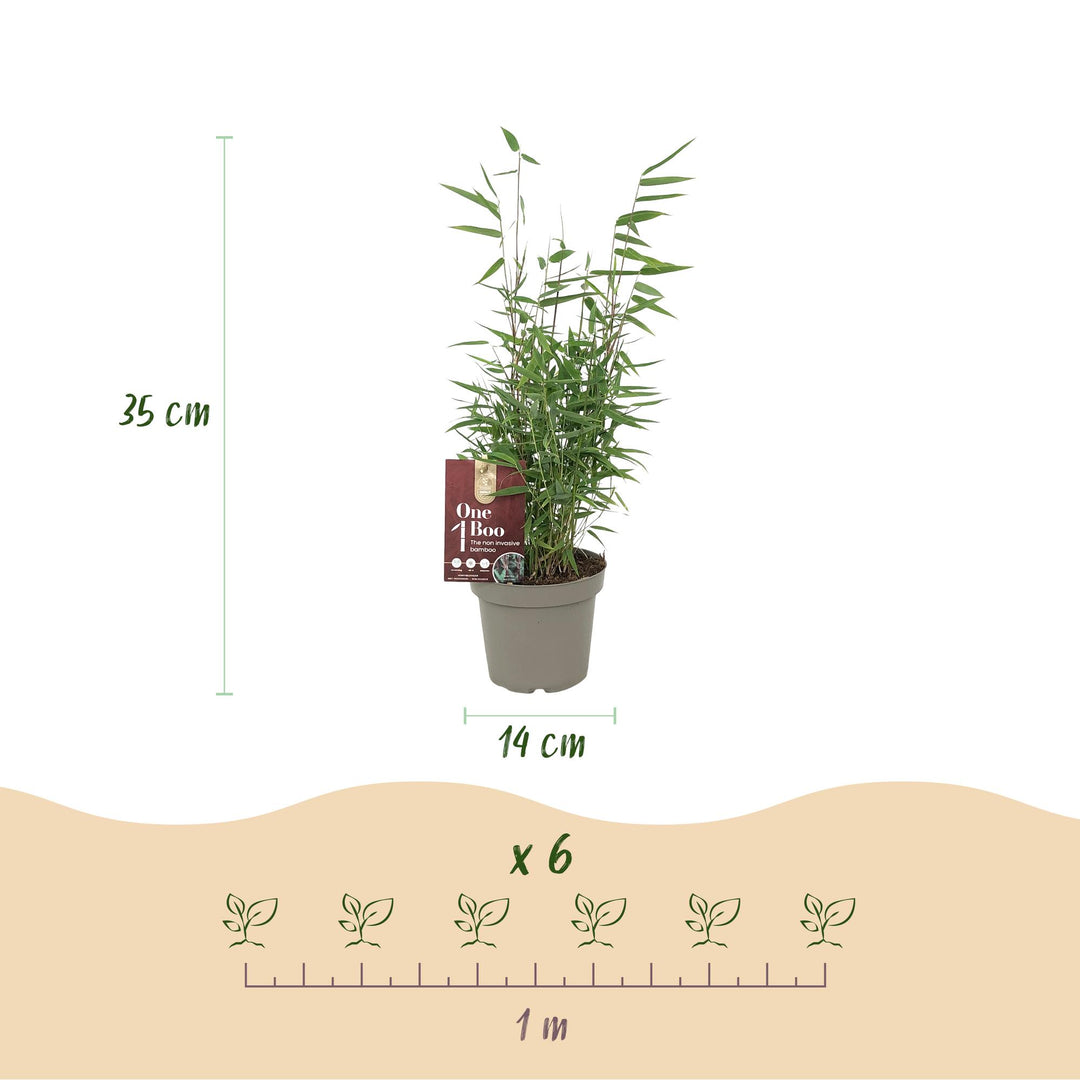 Bamboo - Fargesia Red Dragon - Evergreen - Non-invasive - Green - 18 Plants - Pot 14cm - Height 35cm